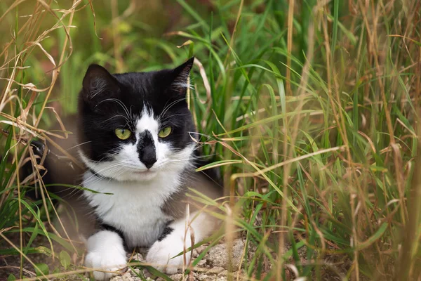 Black White Cat Lies Tall Grass — Fotografia de Stock