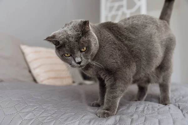 Large Adult Gray British Cat Standing Bed Home Furnishings — Foto Stock