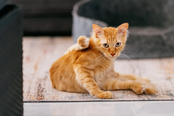 A young red kitten sits on a carpet. Funny pose of a kitten.