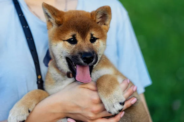 Ένα Μικρό Σκυλί Στα Χέρια Ενός Κοριτσιού Σκύλος Σίμπα Ινού — Φωτογραφία Αρχείου