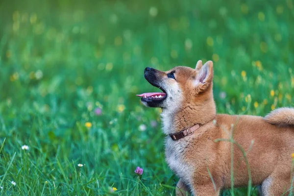 Small Dog Open Mouth Meadow Flowers Shiba Inu Dog Green — Stock Photo, Image