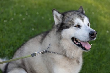 Portrait of a large malamute dog. Green background