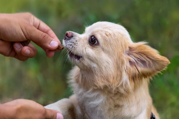 Feeding a small chihuahua dog. Green background