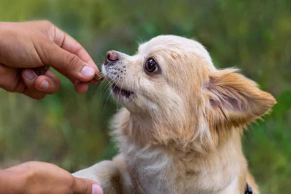 Feeding Small Chihuahua Dog Green Background — Stock fotografie