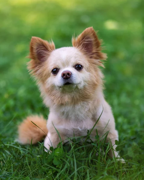 Портрет Маленькой Милой Чихуахуа Собаки Зеленом Лугу — стоковое фото