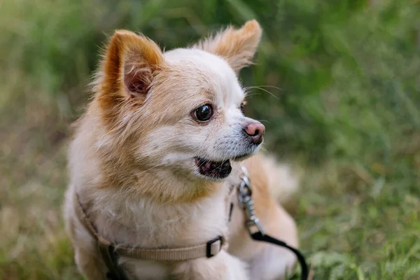 Portrait Small Dog Chihuahua Breed Surprised Look — Fotografia de Stock