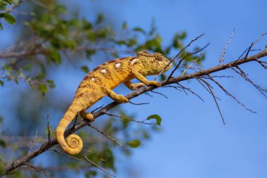 Chameleon on a tree branch in Andasibe-Mantadia National Park. Madagascar.