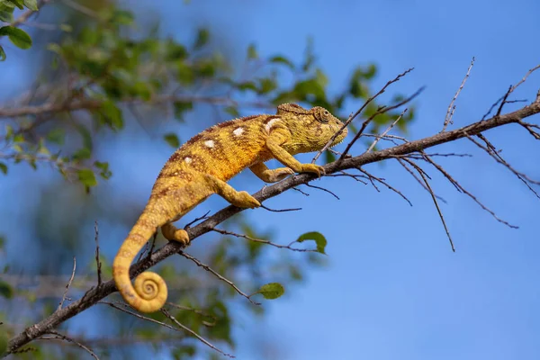 Chameleon on a tree branch in Andasibe-Mantadia National Park. Madagascar.