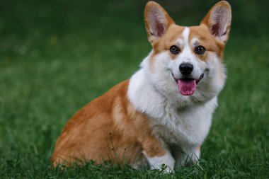 Portrait dog Welsh Corgi Pembroke sits on the grass. Green background