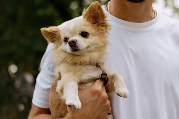 Man Holding Small Chihuahua Dog — Fotografia de Stock