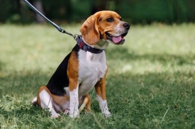 Portrait of a dog breed Beagle on a leash on a background of grass.