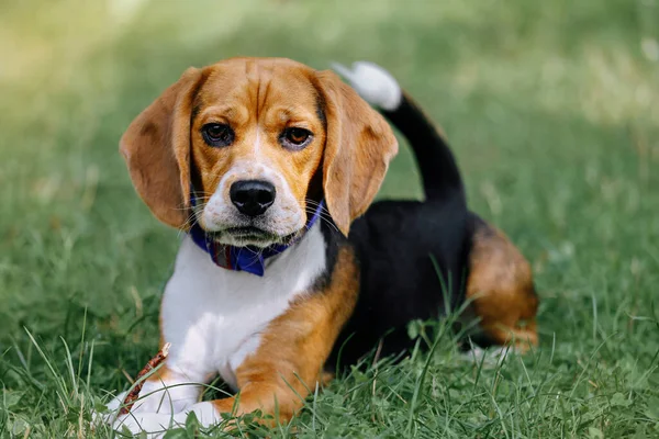 Portrait Dog Breed Beagle Background Grass — Stock fotografie