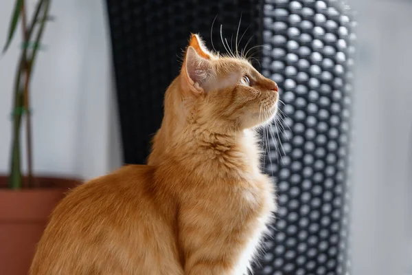 Portrait Ginger Kitten Profile — Photo