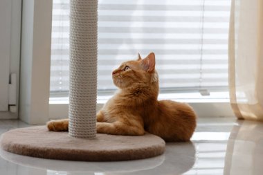 Ginger cat in profile near the window and scratching posts. Home furnishings  .