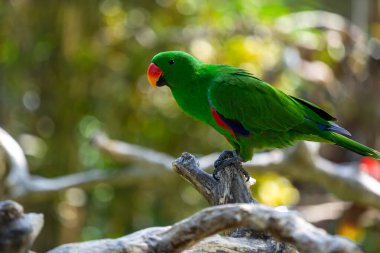 A green male noble parrot (eclectus) sits on a tree branch.  Ubud. Bali.