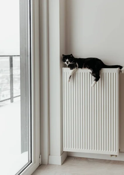 The cat lies on the heating radiator. The cat is heated on a heating radiator in winter weather near a large window.
