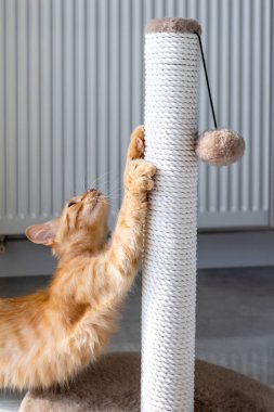 Kızıl kedi tırmalama kazığında pençelerini keskinleştirir..