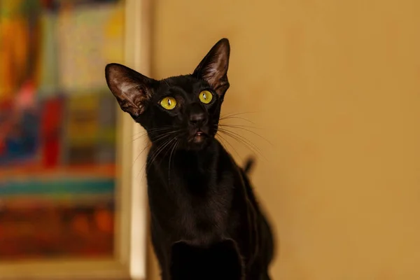 Μαύρη Ανατολίτικη Γάτα Φόντο Κίτρινου Τοίχου — Φωτογραφία Αρχείου