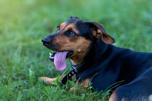 Shorthaired Pinscher His Tongue Hanging Out Green Background — Stock Photo, Image