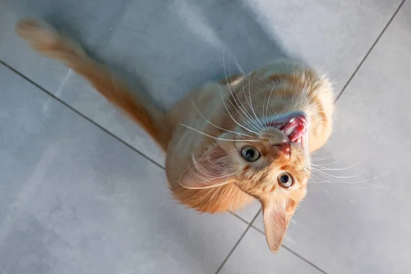 Pequeno Gatinho Vermelho Com Boca Aberta Quer Comer Vista Cima — Fotografia de Stock
