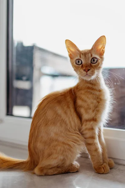 Κόκκινη Γάτα Μεγάλα Αυτιά Κάθεται Κοντά Στο Παράθυρο — Φωτογραφία Αρχείου