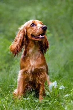 Doğada bir Cocker Spaniel portresi. Yeşil arkaplan