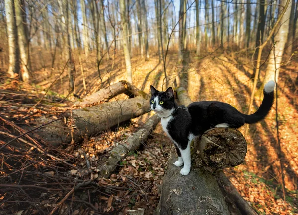 Gato Preto Branco Senta Uma Árvore Derrubada Floresta Outono — Fotografia de Stock