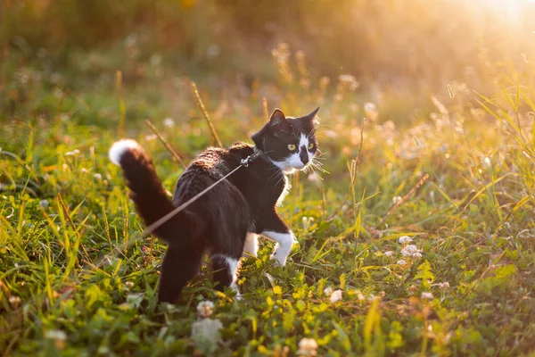 A black and white cat on a leash walks on the grass at sunset.