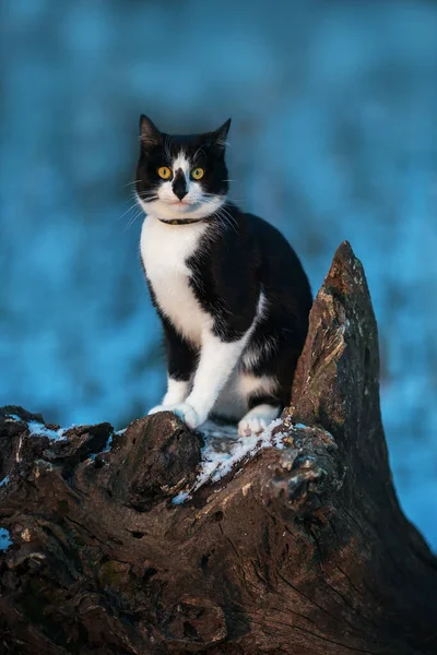 Gato Preto Branco Senta Toco Inverno Fundo Azul Fundo Inverno — Fotografia de Stock