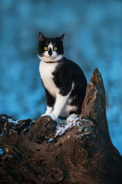 Chat Noir Blanc Assis Sur Une Souche Hiver Fond Bleu — Photo