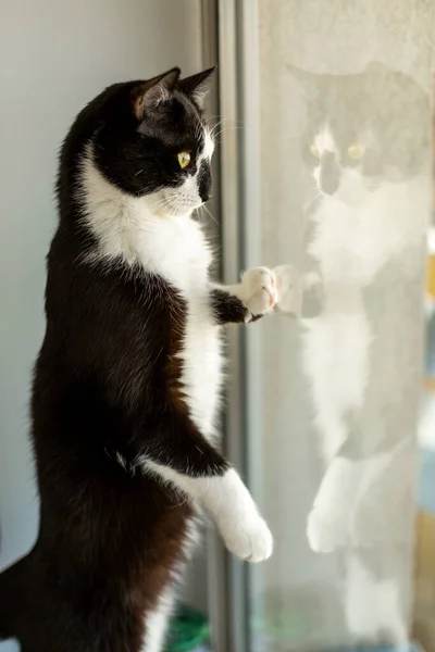 Černá Bílá Kočka Stojí Dívá Okna — Stock fotografie