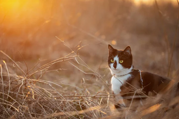 Gato Blanco Negro Está Hierba Seca Otoño Atardecer — Foto de Stock