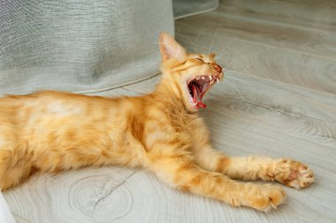 Ağzı açık kırmızı bir kedi tahta bir zeminde yatıyor..