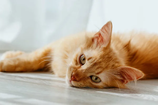 Μια Χαριτωμένη Κόκκινη Γάτα Ξαπλώνει Στο Πάτωμα Και Κοιτάζει Την — Φωτογραφία Αρχείου