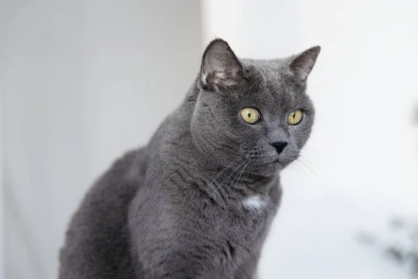 Πορτρέτο Μιας Μεγάλης Όμορφης Γκρίζας Βρετανικής Γάτας — Φωτογραφία Αρχείου