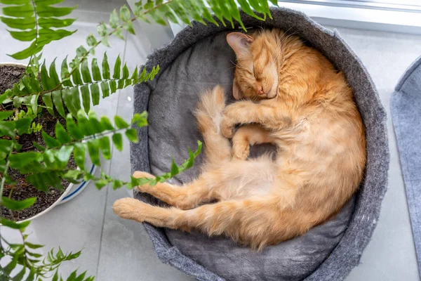 Sevimli bir kızıl kedi yavrusu bir pencerenin yanında bir kedi yatağında ve bir çiçekte uyur..