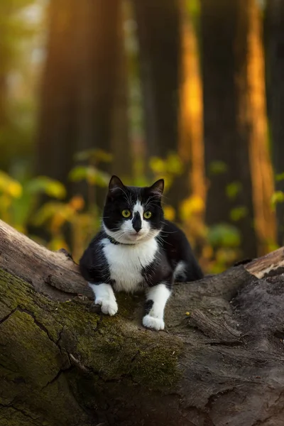 Svart Och Vit Katt Sitter Ett Liggande Träd Höstpark Vid — Stockfoto
