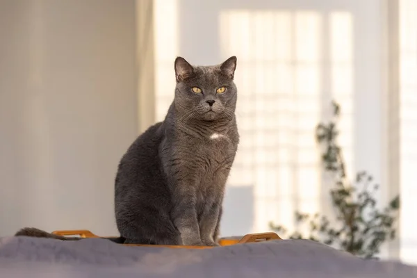 Ritratto Gatto Britannico Seduto Una Stanza Tramonto — Foto Stock