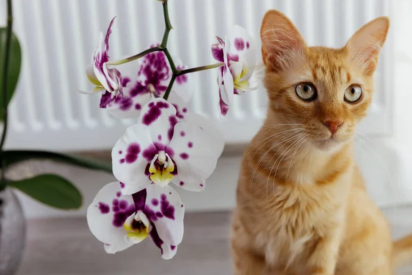 Chaton Rouge Est Assis Près Une Orchidée — Photo