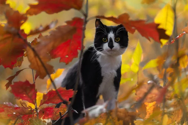 Gato Preto Branco Espreita Por Trás Das Folhas Outono — Fotografia de Stock