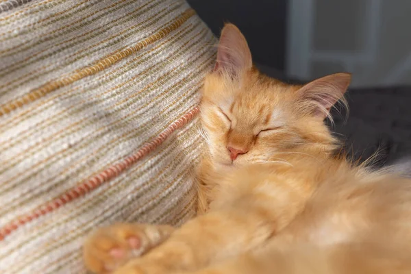 Cute Red Kitten Sleeps Sweetly Pillow — Stock Photo, Image