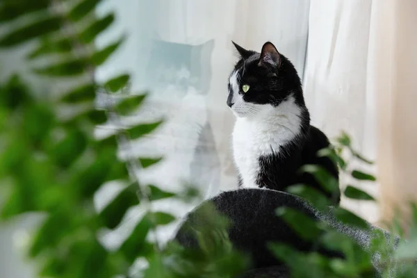 Egy Fekete Fehér Macska Egy Ház Mellett Kinézett Ablakon — Stock Fotó