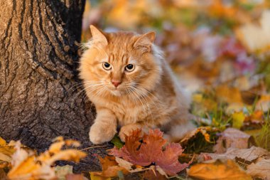 Kızıl bir kedi yavrusu bir sonbahar günü bir ağacın yanında oturur. Sonbahar arkaplanı.