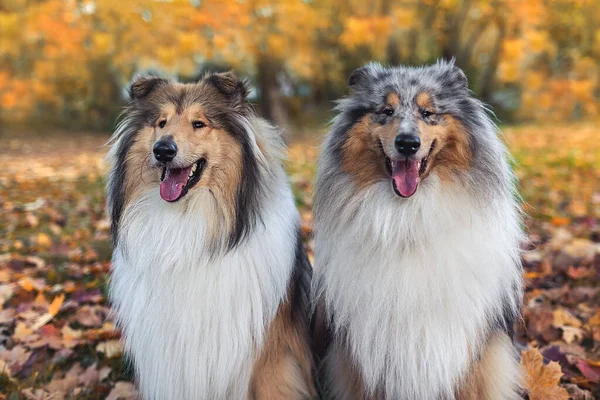 Collie Cinsinden Iki Köpek Sonbahar Parkının Arka Planında — Stok fotoğraf