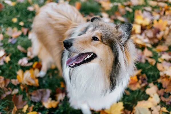 Collie Hund Auf Dem Hintergrund Der Herbstblätter Ansicht Von Oben — Stockfoto