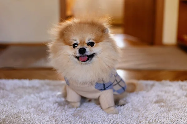 Bonito Pomeranian Spitz Uma Camisola Está Sentado Tapete Sala — Fotografia de Stock