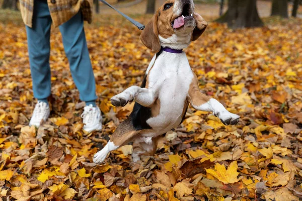 Sarı Yaprakların Arka Planında Hareket Eden Köpeği Sonbahar Arkaplanı — Stok fotoğraf