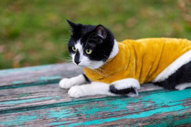 Parktaki bankta sarı kazaklı siyah beyaz kedi.