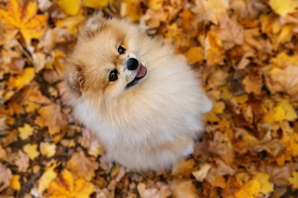 Krásný Spitz Zadních Nohách Horní Pohled Podzimní Pozadí — Stock fotografie