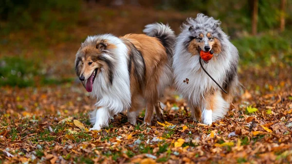 Çoban Köpeği Sonbahar Parkında Topla Oynuyorlar — Stok fotoğraf